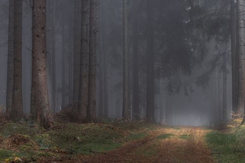 Free A foggy forest scene with tall tree trunks and a misty pathway. Stock Photo