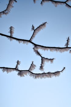 Detailed shot of frost-covered branches against a crisp blue winter sky, capturing natural beauty.