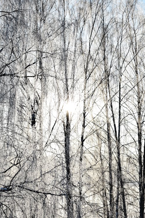 免费 白色的天空下无叶的树木 素材图片