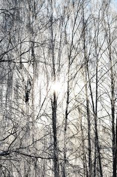 冬日森林里，树木披着白雪，阳光明媚，构成一幅美丽的自然画卷