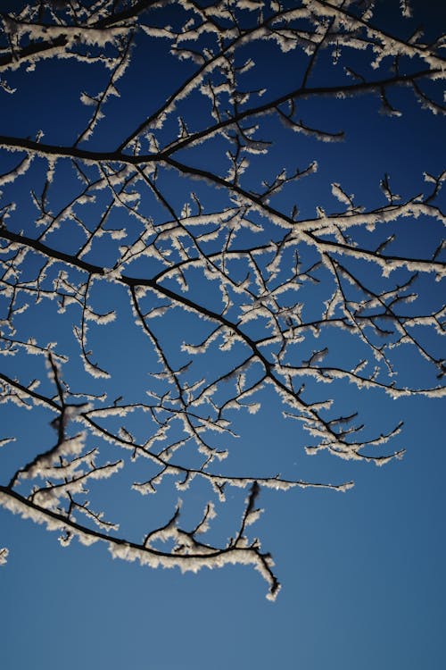 Gratis lagerfoto af blå himmel, frost, koldt