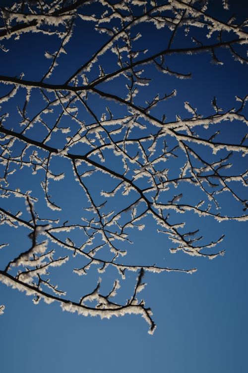 Free Frozen tree branches captured against a clear blue sky, symbolizing winter beauty. Stock Photo