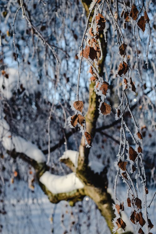 無料 雪に覆われた茶色の木の枝 写真素材
