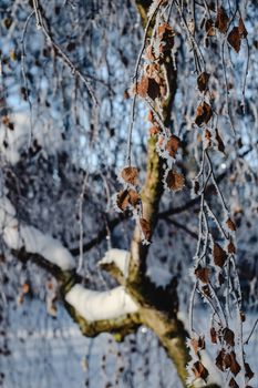 冬季芬兰白雪皑皑的风景中，覆盖着霜冻的树枝特写
