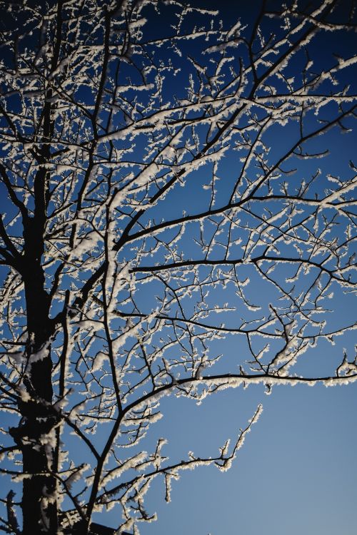 Free Frosty tree branches covered in snow silhouetted against a clear blue sky in winter. Stock Photo