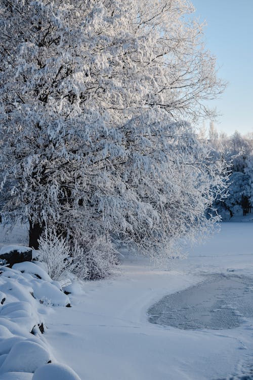 水域附近的白雪覆盖的树木