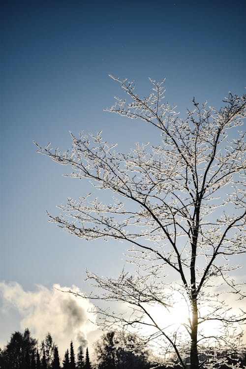 Albero Sfrondato Sotto Il Cielo Blu