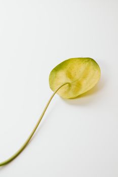 一片茎长的泛黄毛瓣叶，衬托在白色背景下，展现出简约的优雅