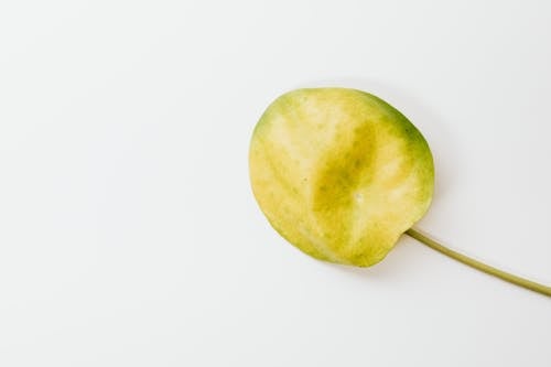 Yellow Fruit Against a White Background