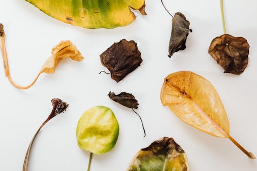 Free Close-Up Shot of Dried Leaves Stock Photo