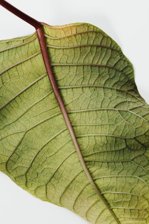 Green Leaf in White Background