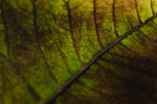 Macro shot capturing the intricate textures and vibrant colors of a leaf, highlighting nature's beauty.