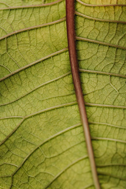 Close-Up Photo of a Green Leaf 