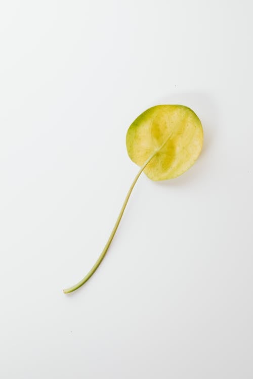 Close-Up Shot of a Yellow Leaf