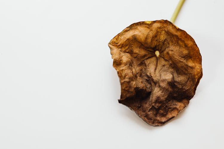 Close Up Of A Rotten Fruit