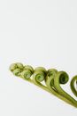 A Close-Up Shot of Furled Fronds