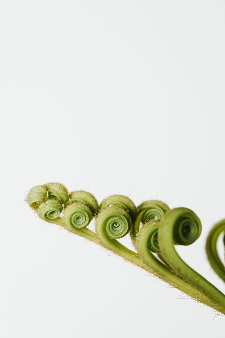 
A Close-Up Shot Of Furled Fronds