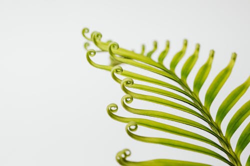 Close-up of a Fern Against a White Background