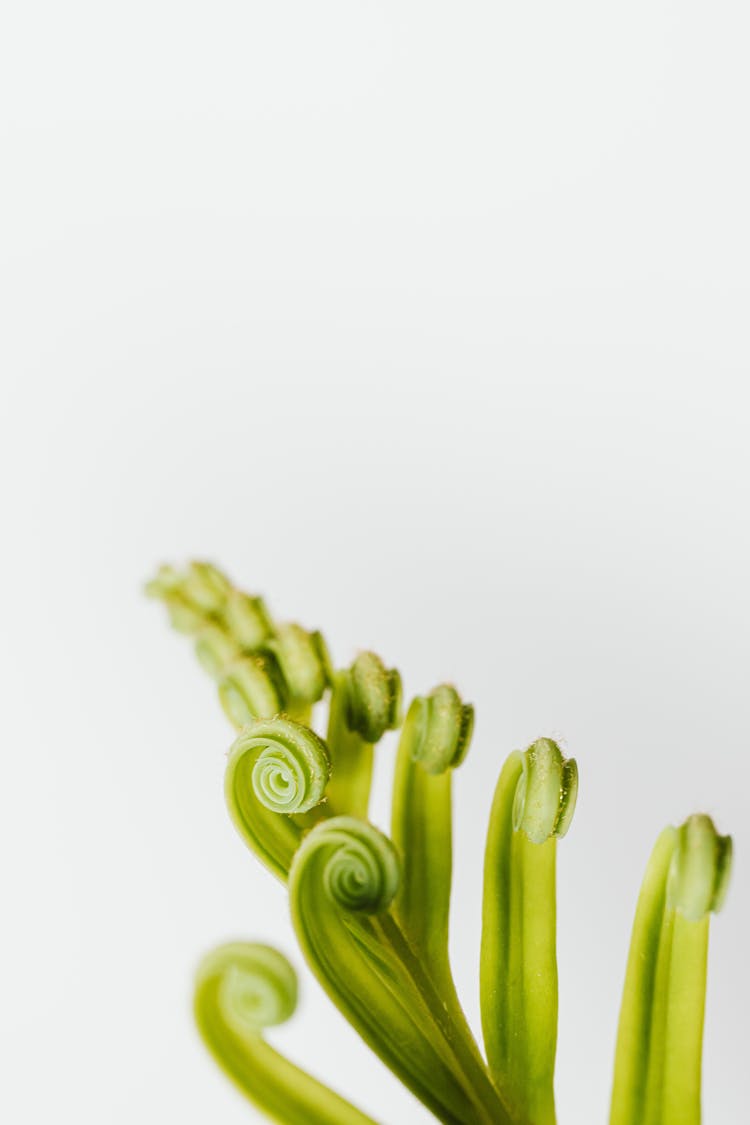 
A Close-Up Shot Of Furled Fronds