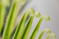 A Close-Up Shot of Furled Fronds