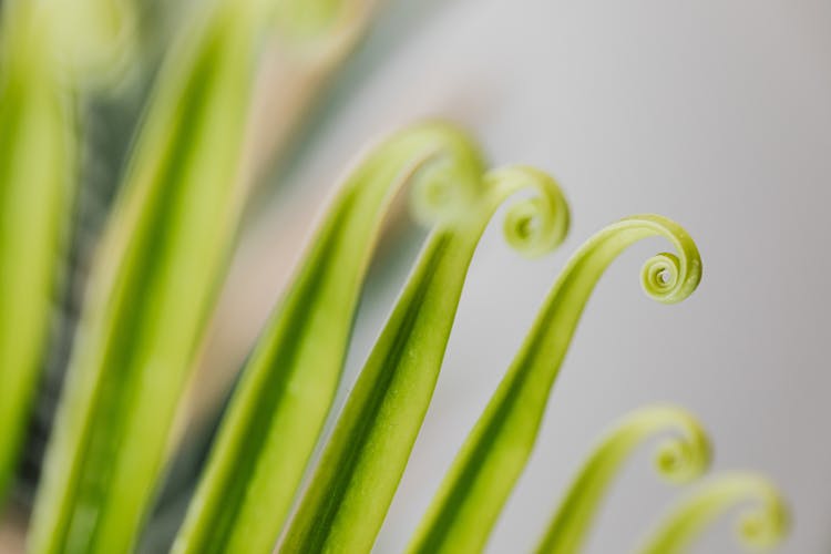 
A Close-Up Shot Of Furled Fronds