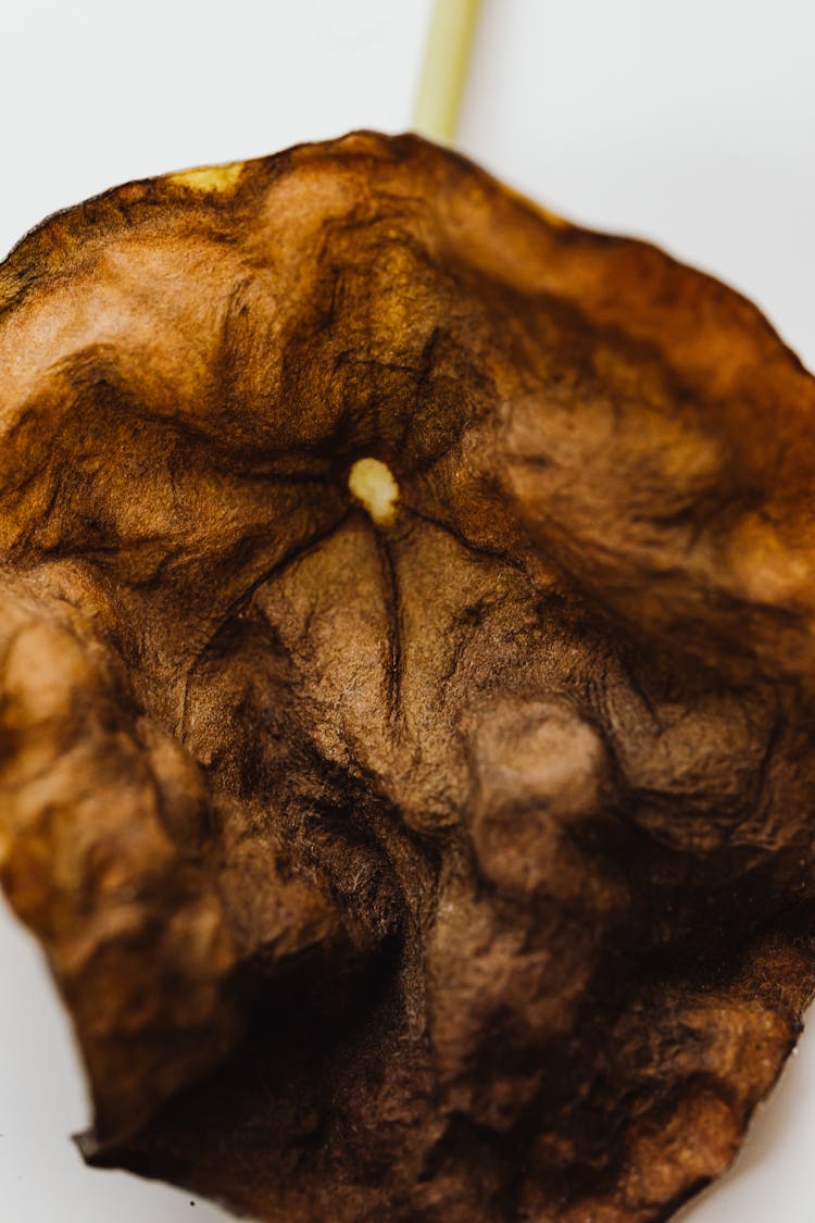 Close-up Of A Brown Wilted Dry Lily Flower