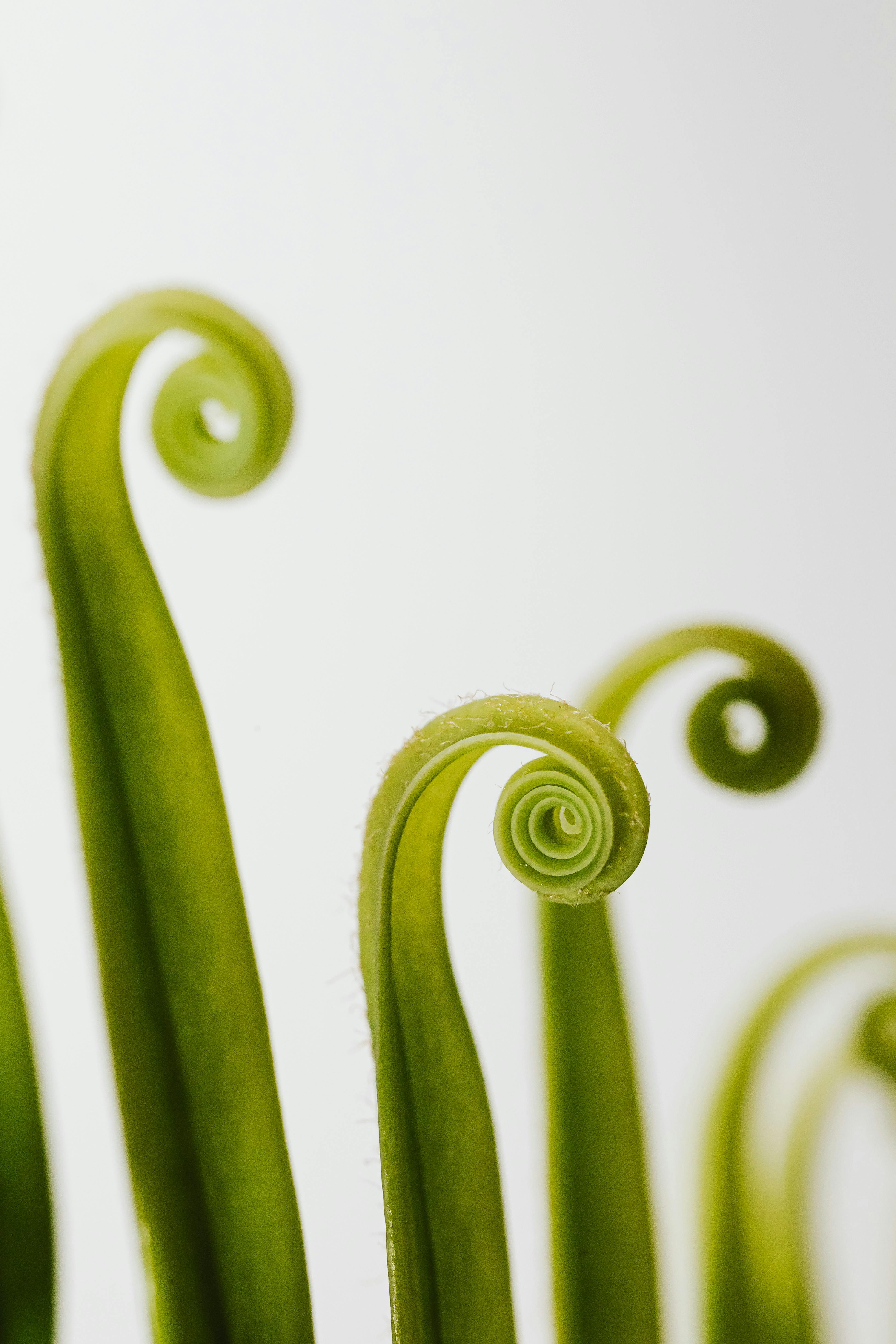 螺旋蕨类植物叶子的复杂特写在柔软背景下展开