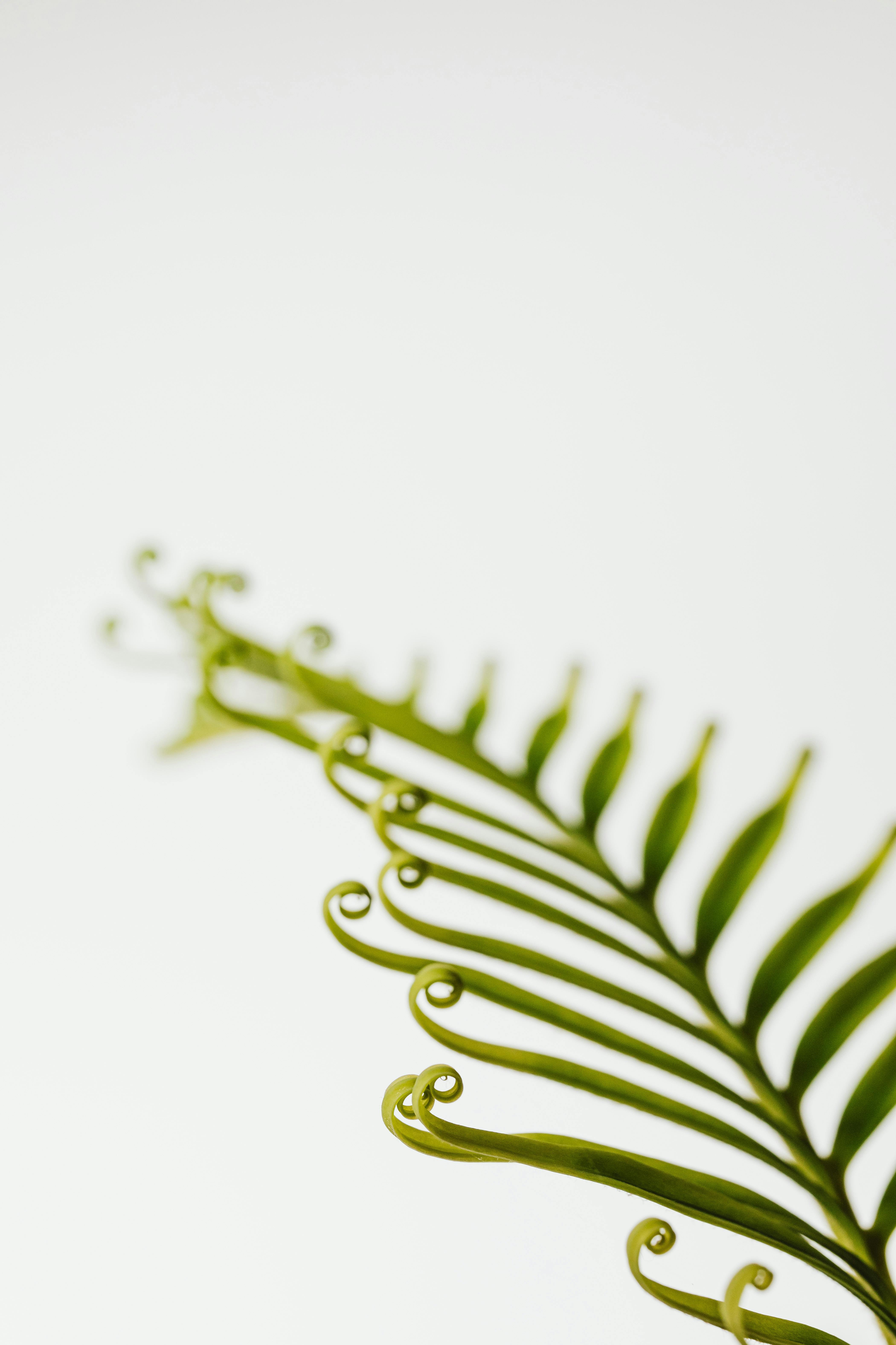 干净的白色背景上，一个卷曲的绿色蕨类植物叶子的宏观特写镜头