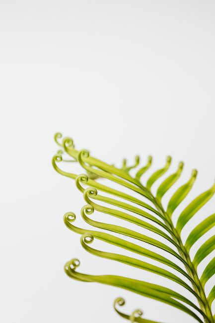 Detailed view of a curled green fern leaf on a white background with copy space.