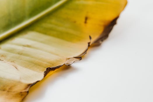 Detailed close-up of a dried banana leaf showing its brown edges against a white background.