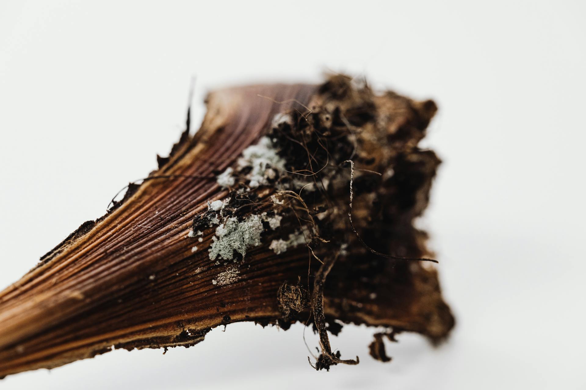 Extreme Close-up of a Fungus