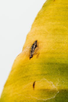 Extreme close-up of a yellowing leaf showing texture and details, perfect for nature themes.