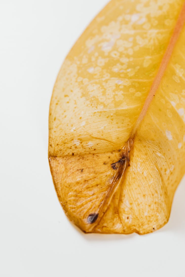  White Spots On Yellow Dried Leaf 