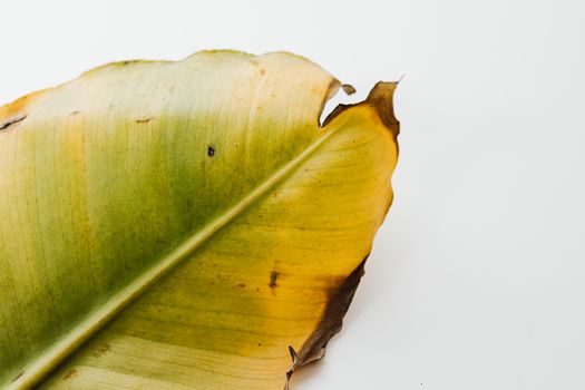 白色背景上特写的干香蕉叶，呈现绿色和棕色色调