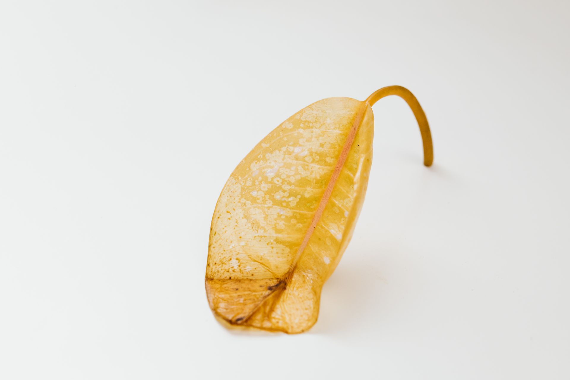 Yellow Dried Leaf with White and Brown Spots