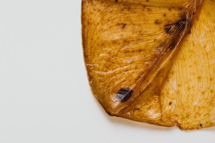 Yellow Dried Leaf With Black And Brown Spots 