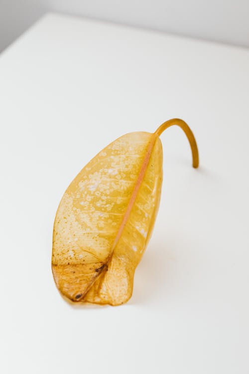 Close Up Photo of Yellow Leaf on White Surface