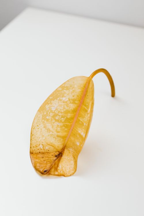 Free Detailed close-up of a single dried yellow leaf on a white background. Stock Photo