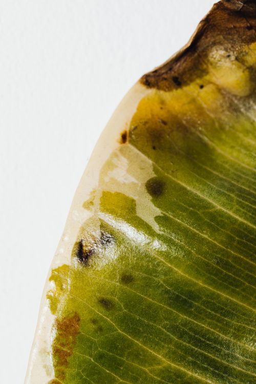 Free Close-up of a dried leaf revealing intricate veins and texture, ideal for nature-themed projects. Stock Photo