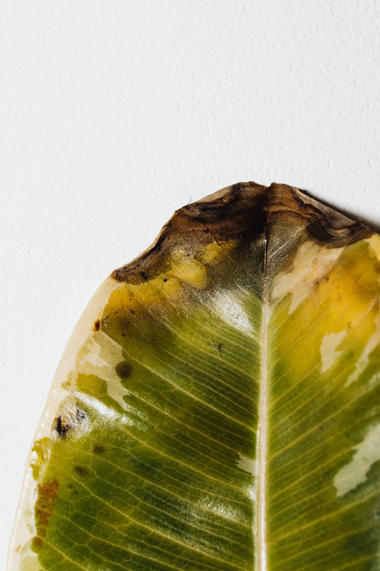 Rotten Leaf In White Surface