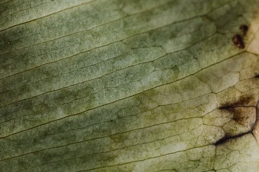 Close up of Leaf Texture