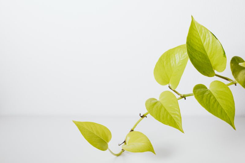 dark green cast iron plant leaves
