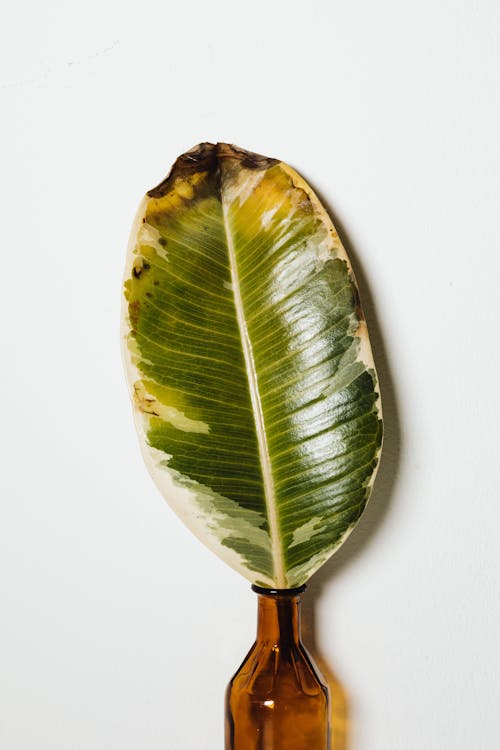Green Leaf in a Vase