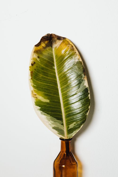 Free Variegated leaf displayed in a glass bottle against a neutral background. Stock Photo