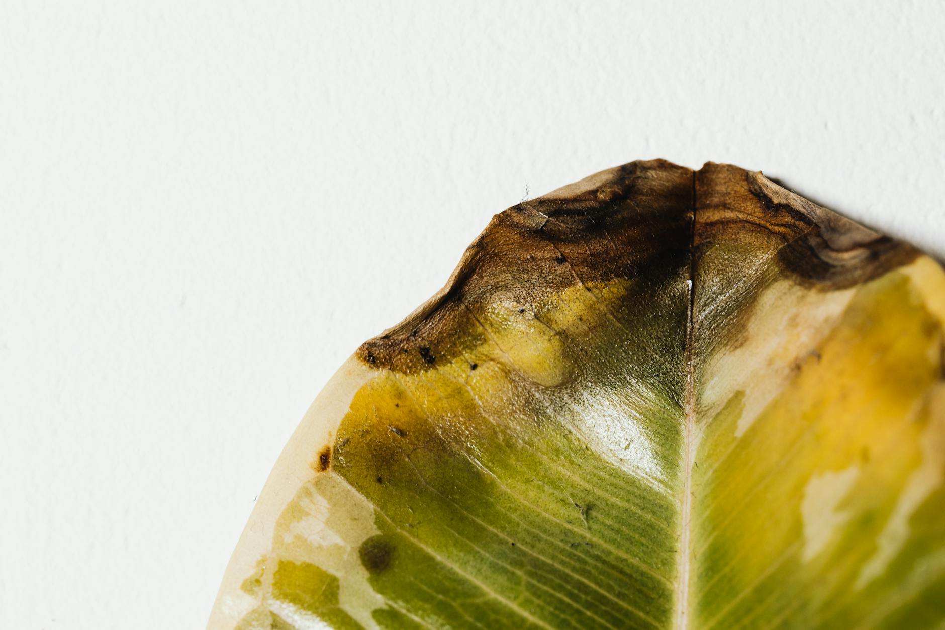 Detailed close-up of a partially decayed leaf on a white background, showing textures.