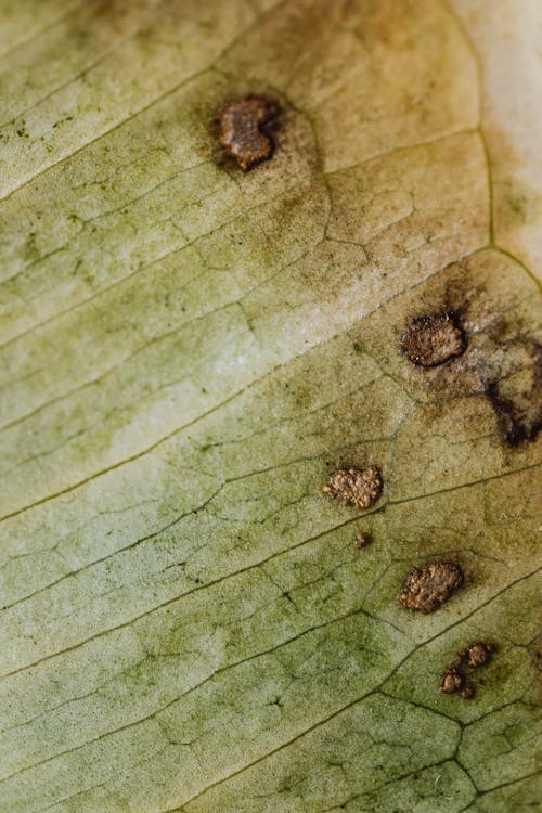 Brown Patches on a Leaf 