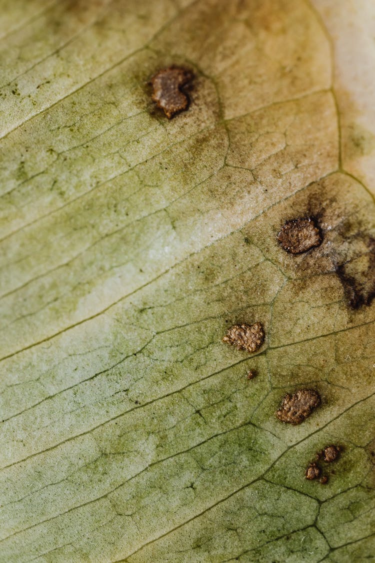 Brown Patches On A Leaf 