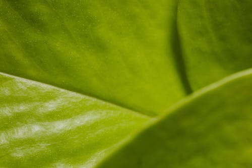 Green Leaf in Close Up Photography