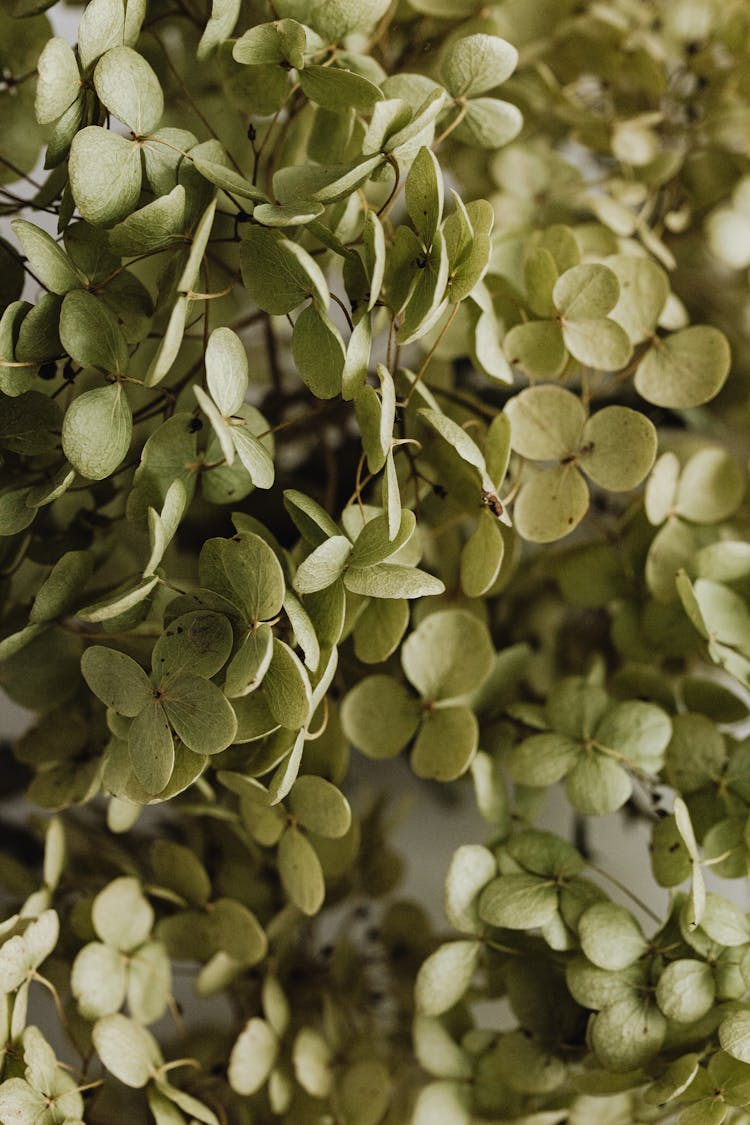 Dried Hydrangea Flowers 