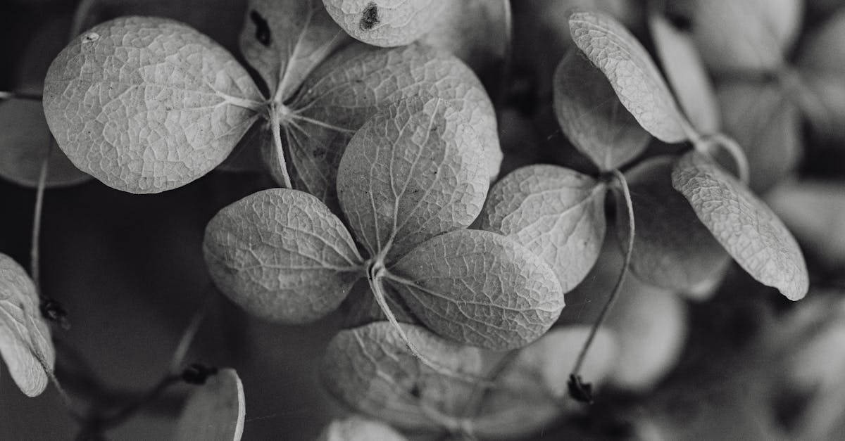 Did Klaus die in black clover